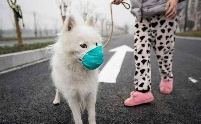 Le SASR-Cov-2 se propage-t-il aux animaux de compagnie?